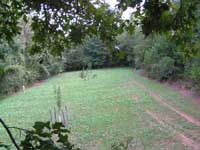 Deer in Cooper Seeds food plot
